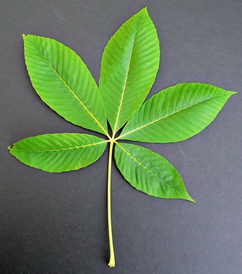 image of Aesculus flava, Yellow Buckeye