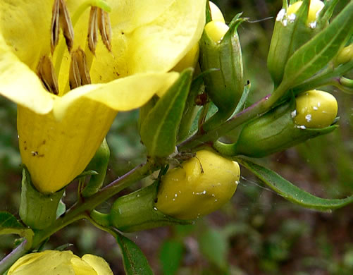 image of Aureolaria flava, Smooth False Foxglove, Smooth Oak-leach, Smooth Yellow False Foxglove