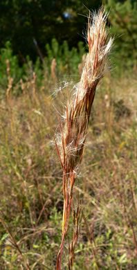 image of Andropogon glomeratus, Common Bushy Bluestem, Bushy Beardgrass, Bog Broomsedge, Clustered Bluestem