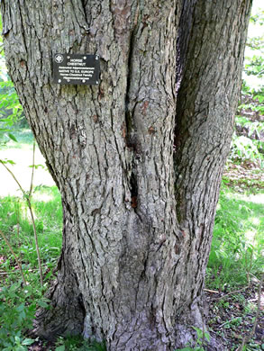 image of Aesculus hippocastanum, Horsechestnut