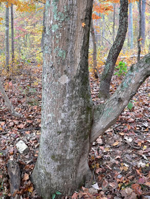 image of Acer leucoderme, Chalk Maple, Small Chalk Maple, White-bark Maple