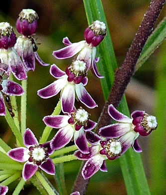 image of Asclepias longifolia, Longleaf Milkweed, Savanna Milkweed