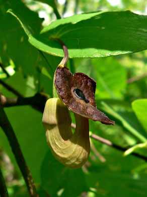 image of Isotrema macrophyllum, Dutchman's Pipe, Pipevine