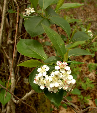 image of Aronia melanocarpa, Black Chokeberry