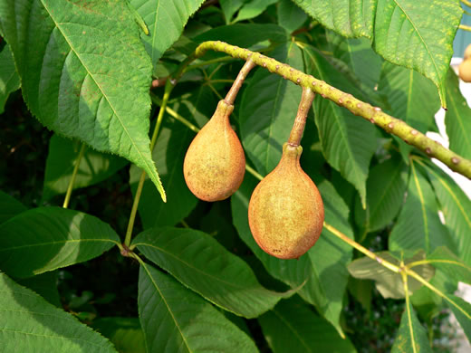 image of Aesculus parviflora, Bottlebrush Buckeye