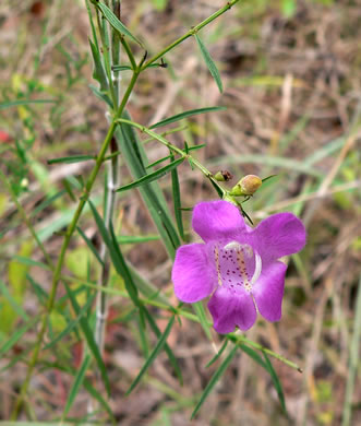 image of Agalinis purpurea, Purple Gerardia, Common Agalinis, Purple False Foxglove