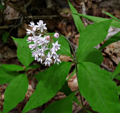 image of Asclepias quadrifolia, Fourleaf Milkweed