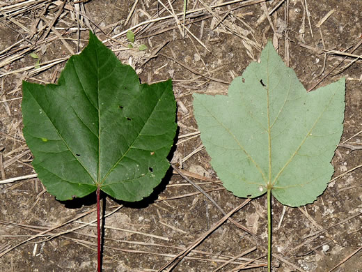 image of Acer rubrum var. trilobum, Carolina Red Maple, Trident Red Maple