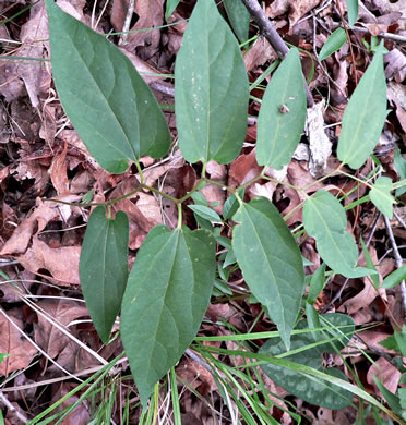 image of Endodeca serpentaria, Turpentine-root, Virginia Snakeroot, Serpent Birthwort