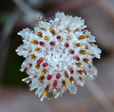 image of Antennaria solitaria, Solitary Pussytoes, Southern Singlehead Pussytoes