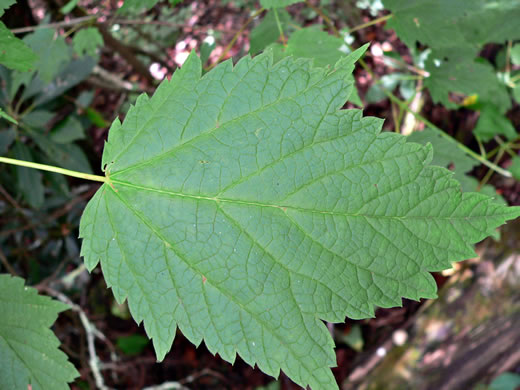 image of Acer spicatum, Mountain Maple