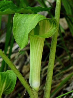 image of Arisaema triphyllum, Common Jack-in-the-Pulpit, Indian Turnip