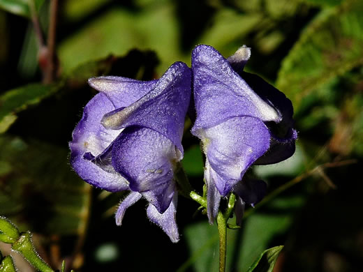 image of Aconitum uncinatum, Appalachian Blue Monkshood, Eastern Blue Monkshood