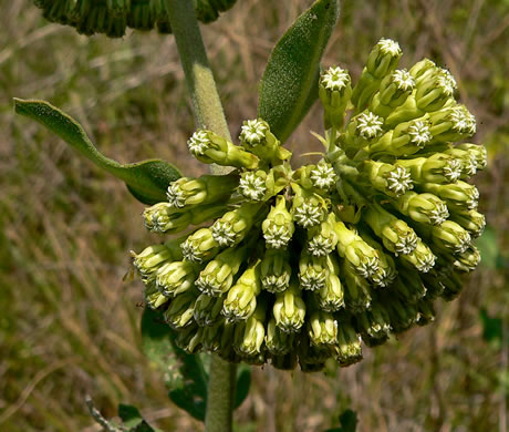 image of Asclepias viridiflora, Glade Milkweed, Green Milkweed