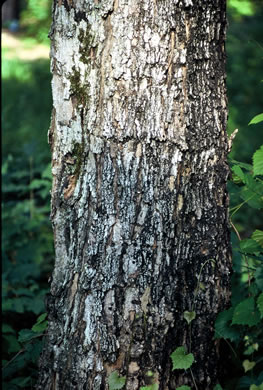 image of Acer floridanum, Southern Sugar Maple, Florida Maple