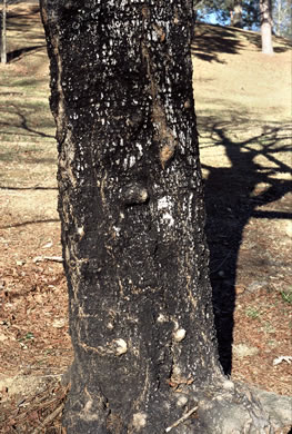 image of Acer leucoderme, Chalk Maple, Small Chalk Maple, White-bark Maple