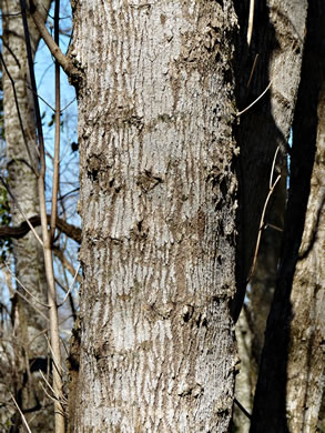 image of Acer negundo var. negundo, Eastern Box Elder, Ash-leaved Maple, River Maple