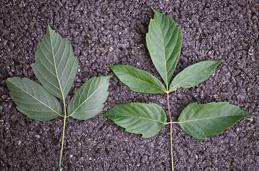 image of Acer negundo var. negundo, Eastern Box Elder, Ash-leaved Maple, River Maple