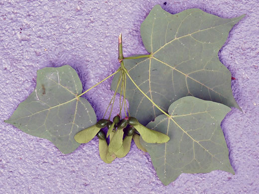 image of Acer nigrum, Black Maple