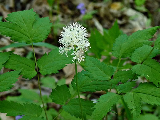 image of Actaea pachypoda, Doll's-eyes, White Baneberry, White Cohosh