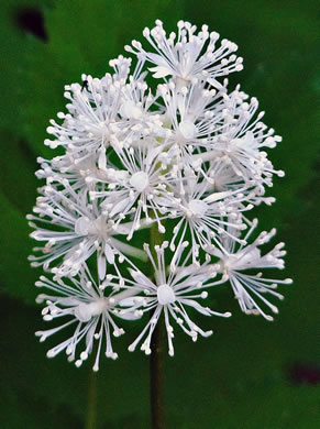 image of Actaea pachypoda, Doll's-eyes, White Baneberry, White Cohosh