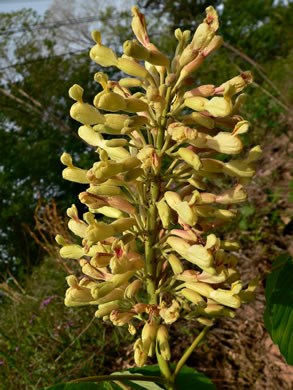 image of Aesculus flava, Yellow Buckeye