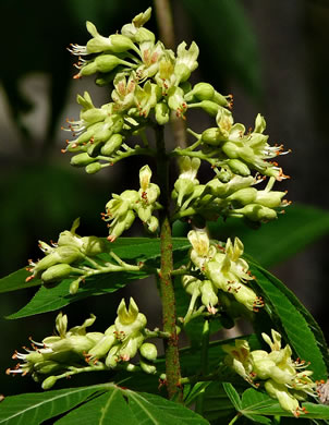 image of Aesculus glabra var. glabra, Ohio Buckeye, Fetid Buckeye, Chalky Buckeye