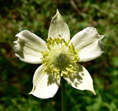 image of Anemone virginiana var. virginiana, Thimbleweed, Tall Thimbleweed, Tall Anemone