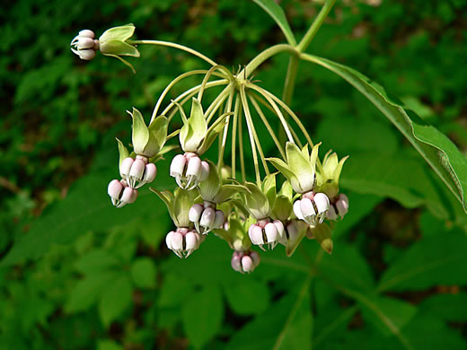 image of Asclepias exaltata, Poke Milkweed, Tall Milkweed