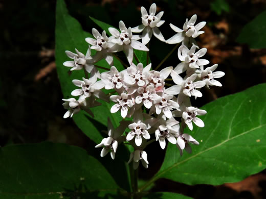 image of Asclepias quadrifolia, Fourleaf Milkweed