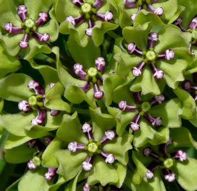 image of Asclepias viridis, Green Antelope-horn, Spider Milkweed, Green Milkweed