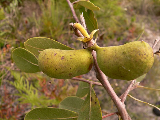 image of Asimina incana, Flag Pawpaw, Polecat Bush, Woolly Pawpaw