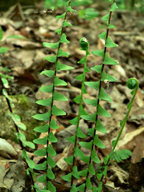 image of Asplenium platyneuron, Ebony Spleenwort