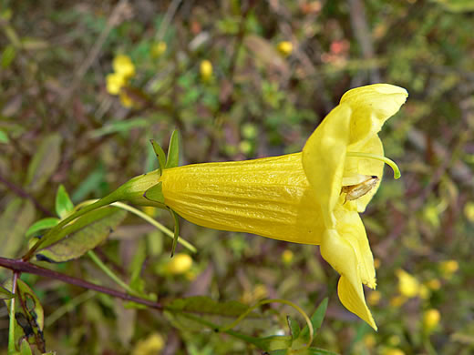 image of Aureolaria patula, Cumberland Oak-leach, Spreading Yellow False Foxglove