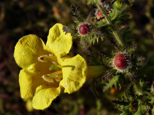 Aureolaria pectinata, Southern Oak-leach, Sticky False Foxglove, Combleaf Yellow False Foxglove