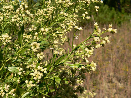 image of Baccharis halimifolia, Silverling, Groundsel-tree, Consumption-weed, Sea-myrtle