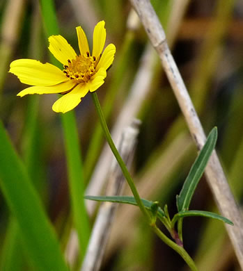 image of Bidens mitis, Coastal Plain Tickseed-sunflower, Smallfruit Beggarticks