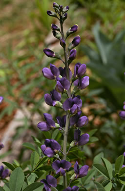 image of Baptisia australis, Tall Blue Wild Indigo, Streamside Blue Indigo, Tall Blue Baptisia