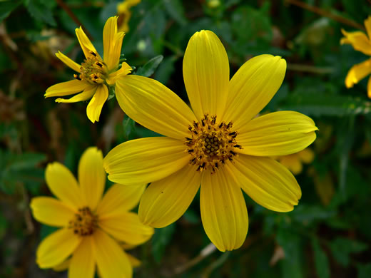 image of Bidens polylepis, Ditch Daisy, Bearded Beggarticks, Midwestern Tickseed-sunflower, Tickseed Sunflower