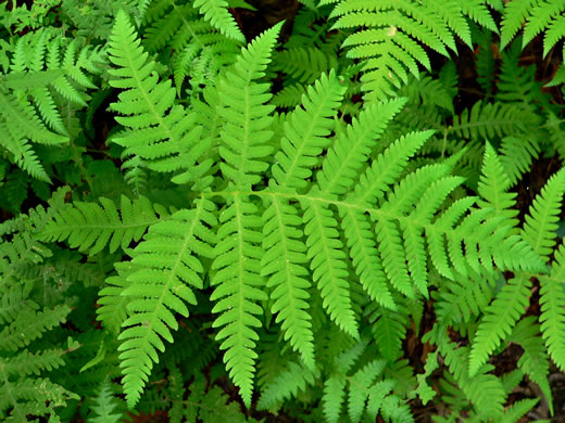 image of Phegopteris hexagonoptera, Broad Beech Fern