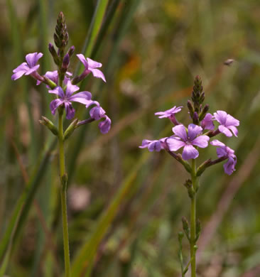 image of Buchnera americana, American Bluehearts, Prairie Bluehearts, Plains Bluehearts, Buchnera