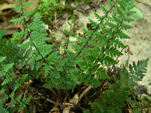 image of Myriopteris alabamensis, Alabama Lipfern, Smooth Lipfern