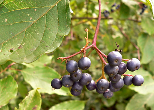 image of Swida amomum, Silky Dogwood, Bush Dogwood, Silky Cornel