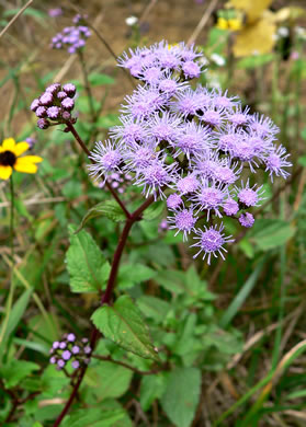 image of Conoclinium coelestinum, Mistflower, Wild Ageratum, Hardy Ageratum