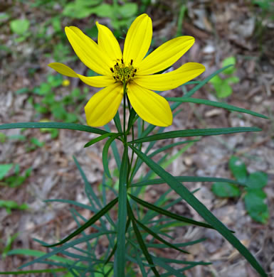 image of Coreopsis delphiniifolia, Larkspur-leaf Tickseed, Larkspur Coreopsis