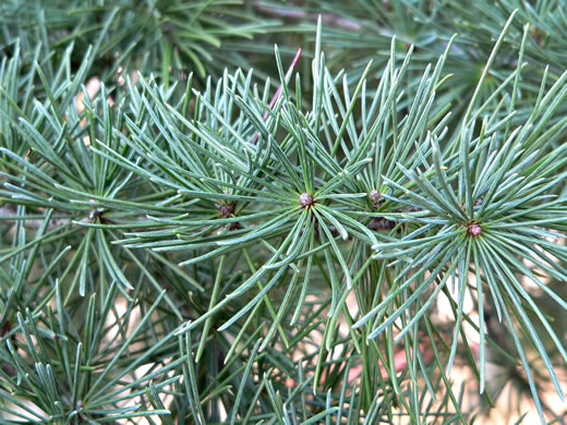 Cedrus deodara, Deodar Cedar