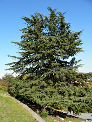 Cedrus deodara, Deodar Cedar