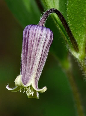 image of Clematis fremontii, Fremont's Leatherflower