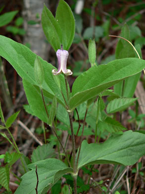 image of Clematis fremontii, Fremont's Leatherflower