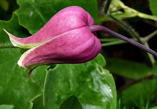 image of Clematis glaucophylla, White-leaved Leatherflower